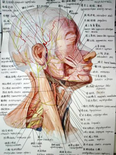 艺术学院学子在学校解剖图解大赛中斩获佳绩